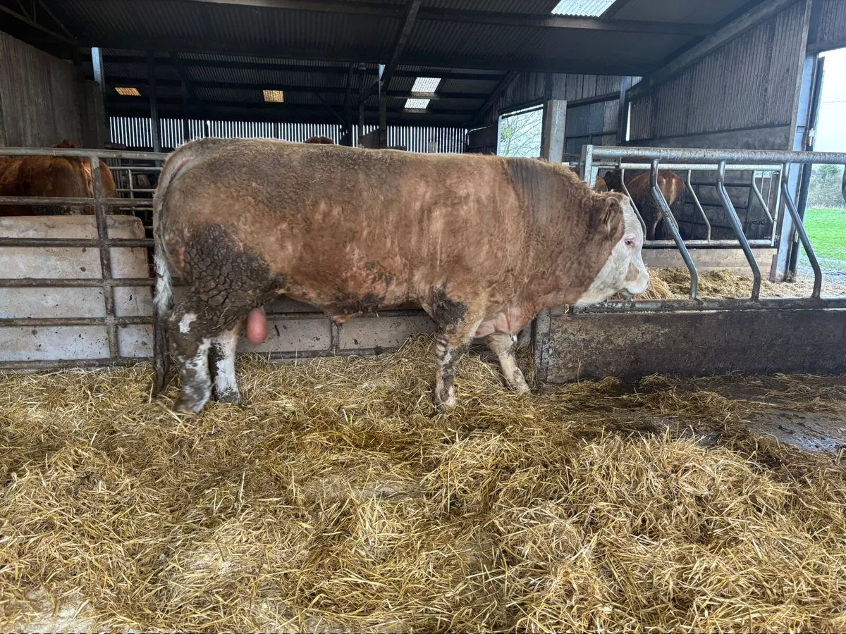 Simmental and Limousine bulls - Image 4