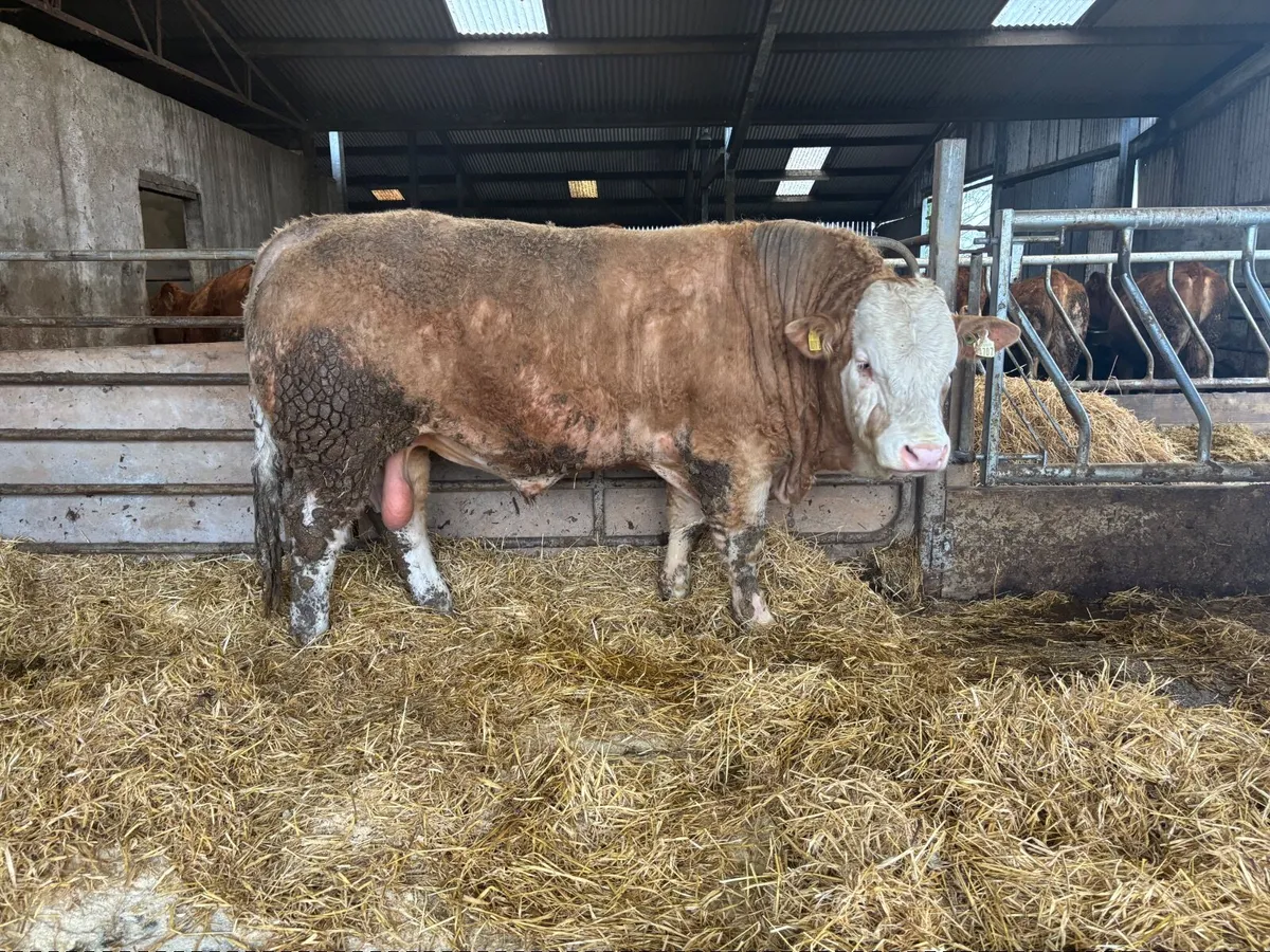 Simmental and Limousine bulls - Image 3