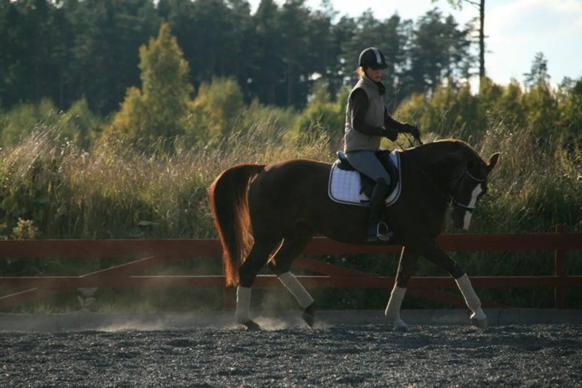 Experienced rider available - Image 1