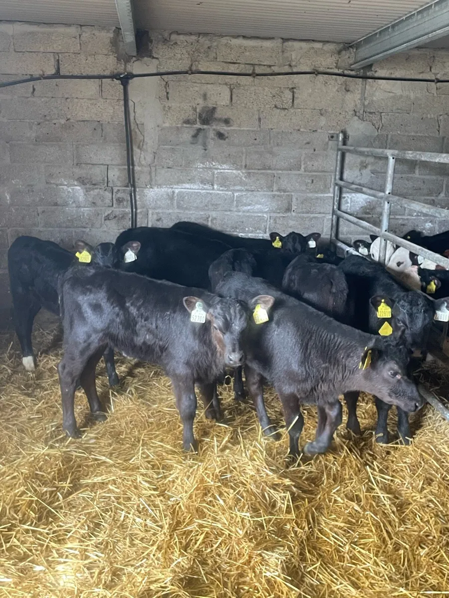 8 Angus heifer calves - Image 1