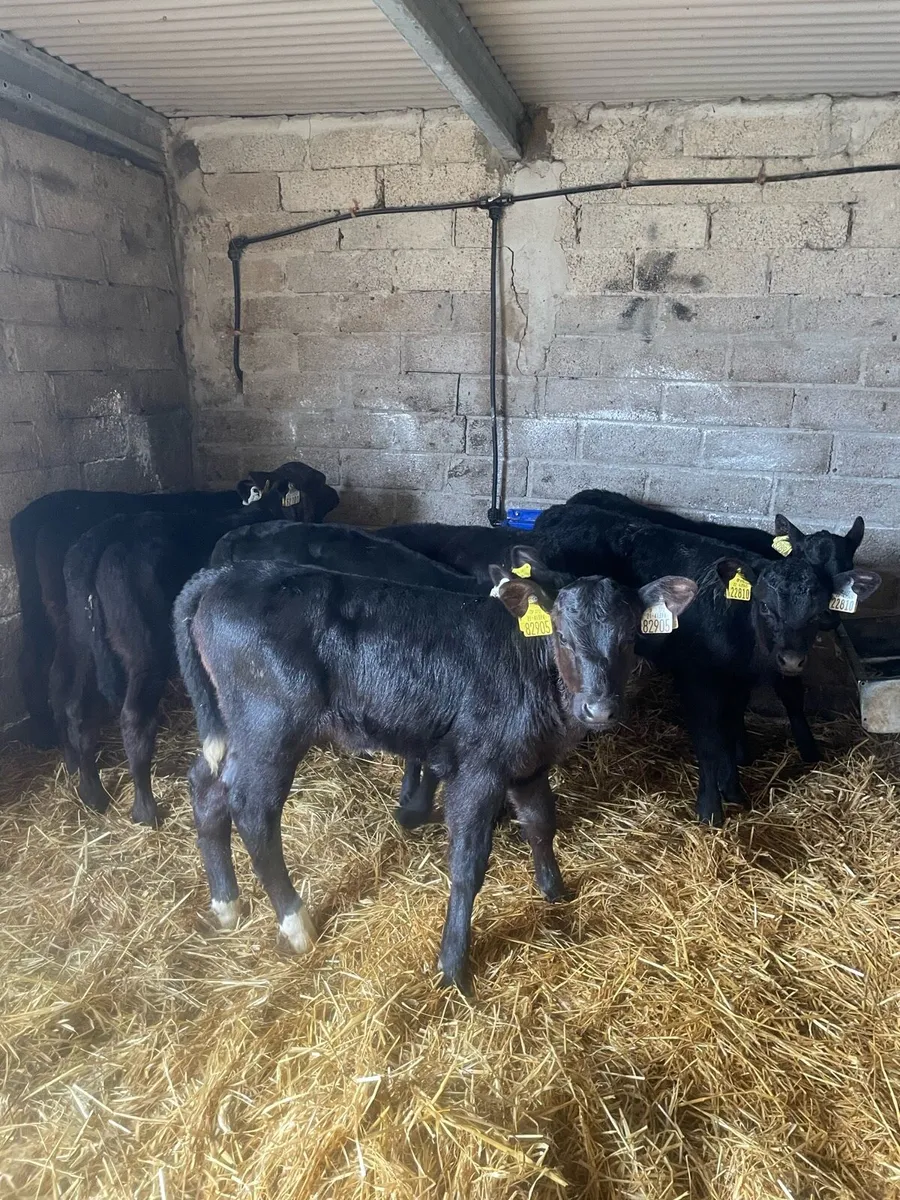 8 Angus heifer calves - Image 2