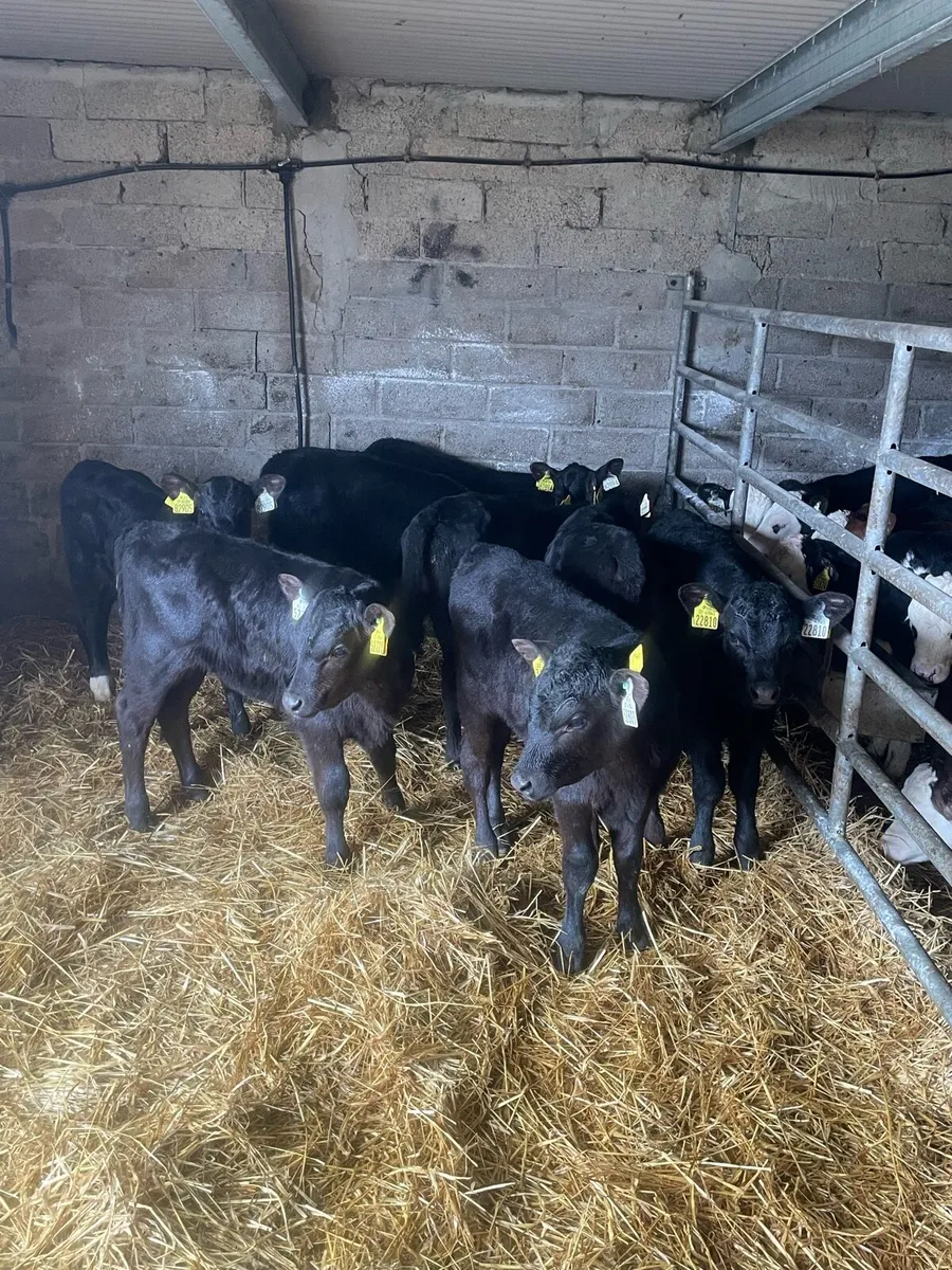 8 Angus heifer calves - Image 3
