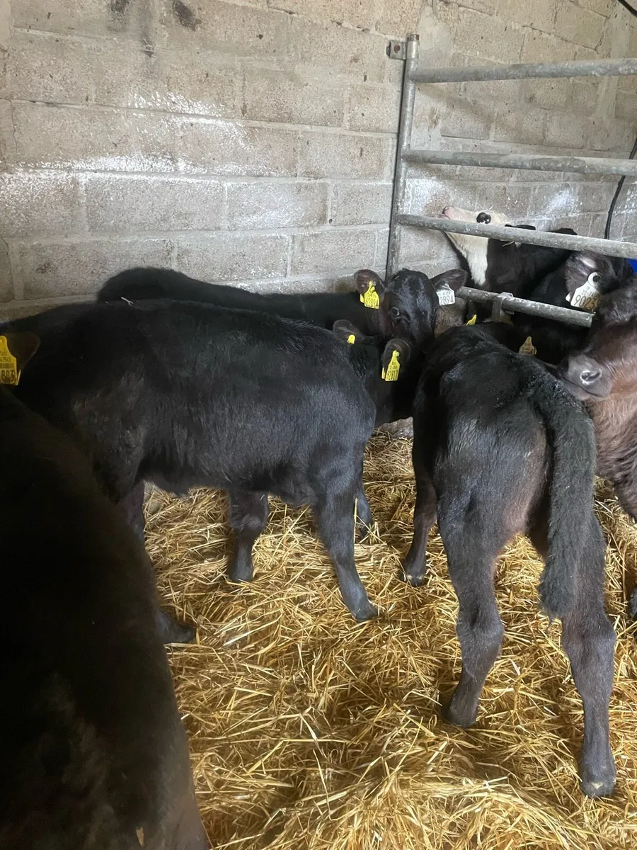 8 Angus heifer calves - Image 4