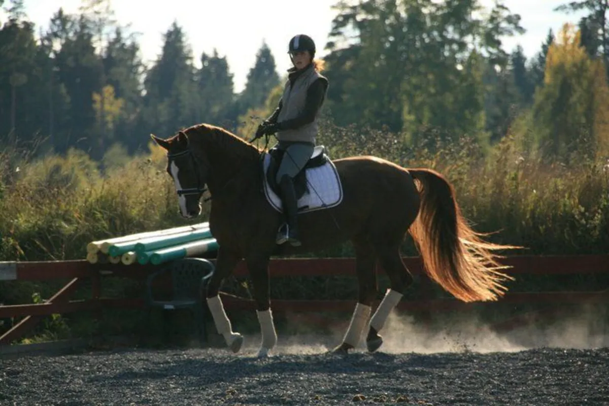 Experienced rider available - Image 2