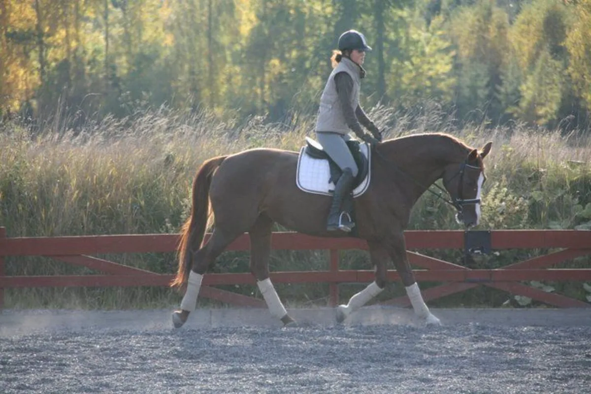 Experienced rider available - Image 3