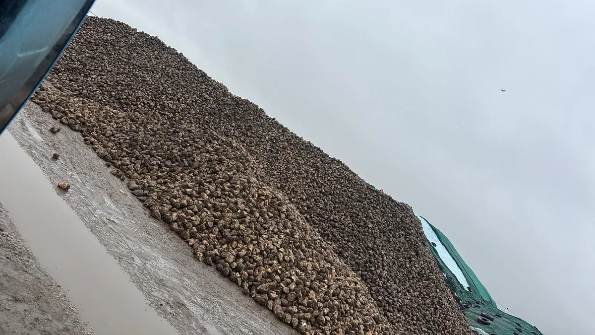 Beet sugar and fodder - Image 2