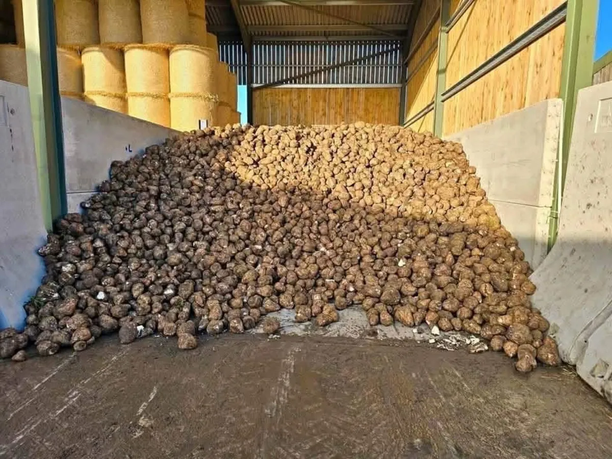 Beet sugar and fodder - Image 3