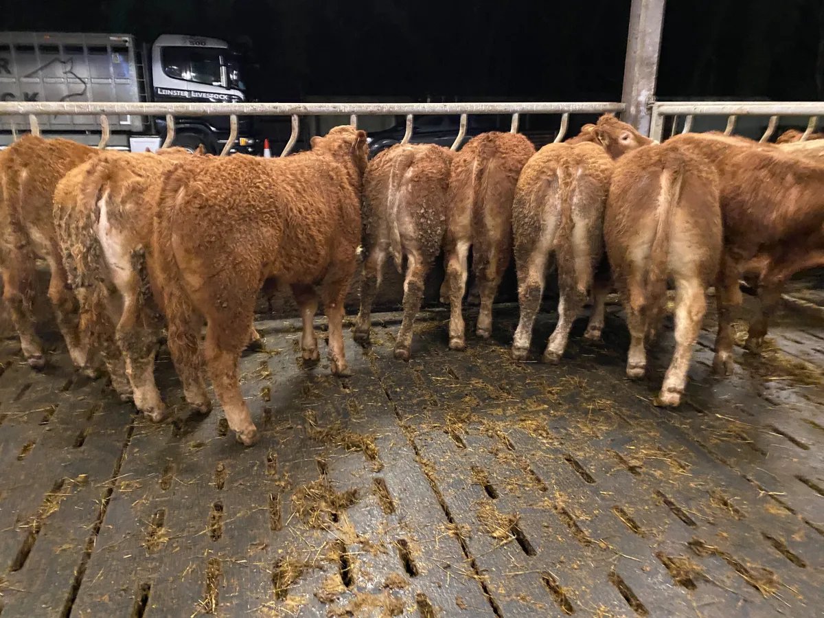 ☘️10 Limousin Bullocks from Galway☘️ - Image 2
