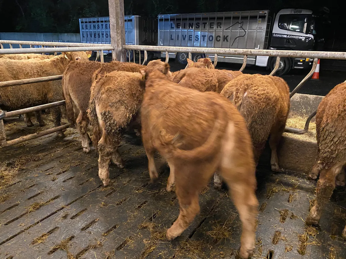 ☘️10 Limousin Bullocks from Galway☘️ - Image 4