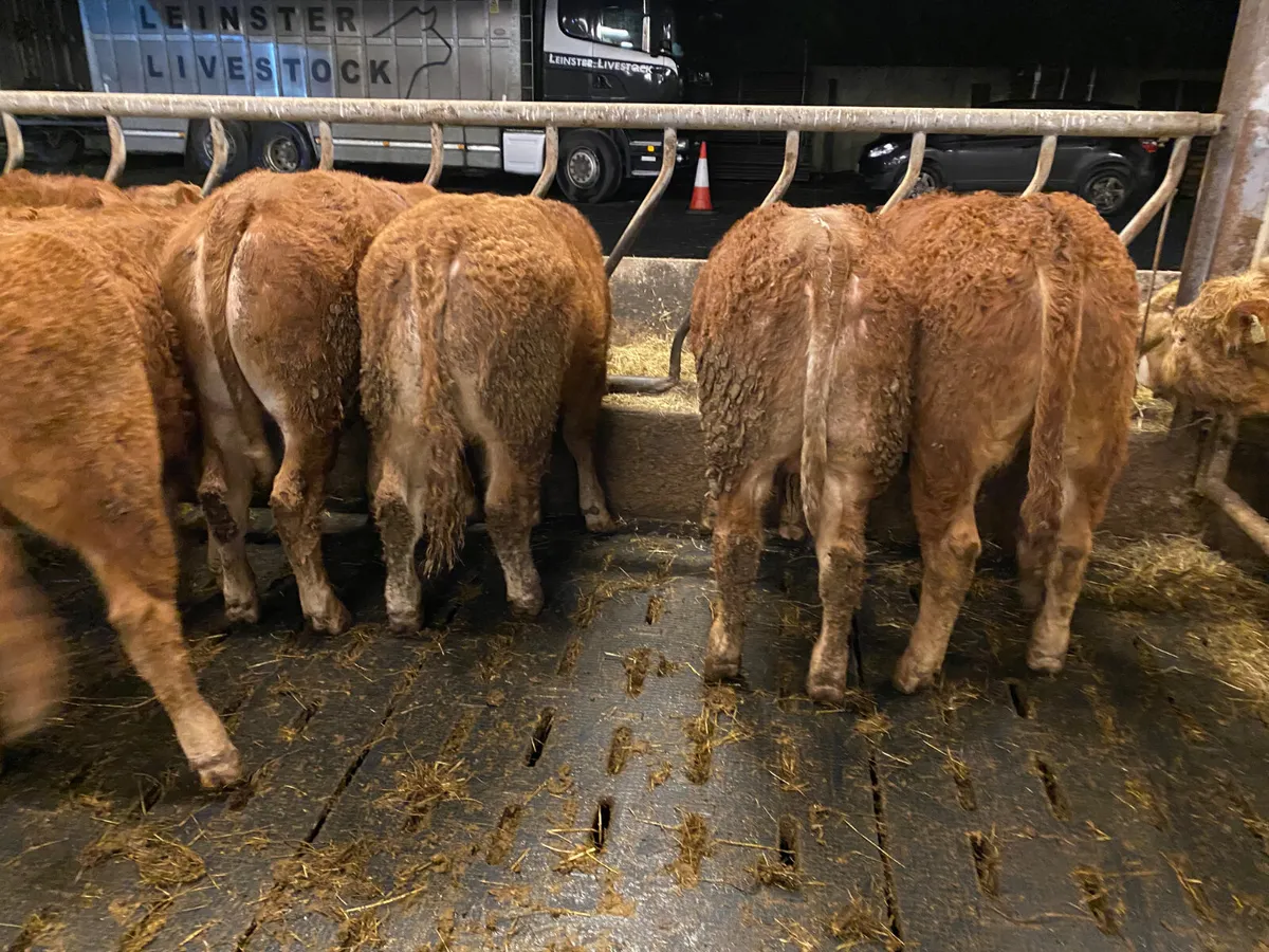 ☘️10 Limousin Bullocks from Galway☘️ - Image 3