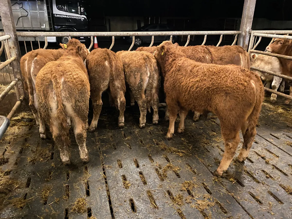 ☘️10 Limousin Bullocks from Galway☘️ - Image 1