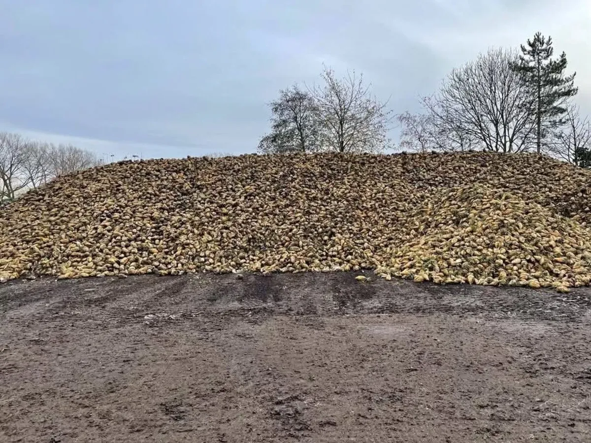 Beet sugar and fodder - Image 1