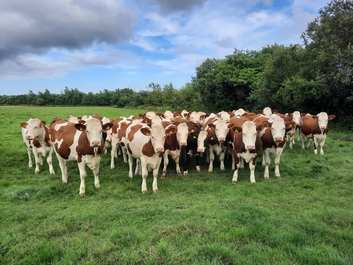 Dairy Herds person Cavan