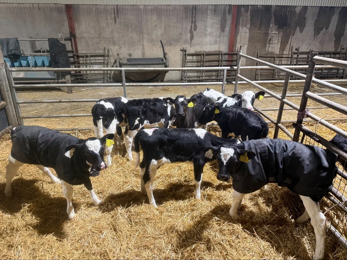 Fr heifer calves - Image 1