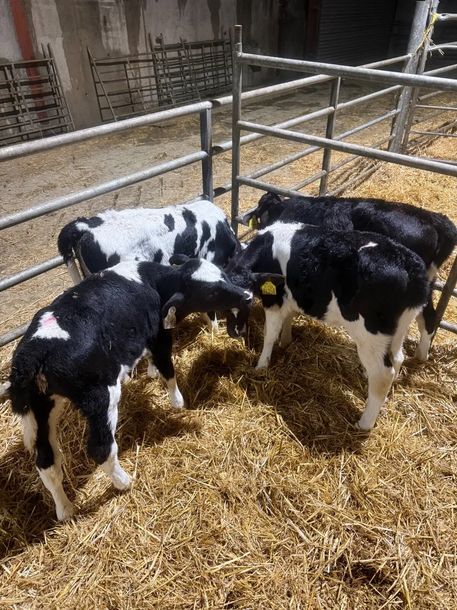 Fr heifer calves - Image 2