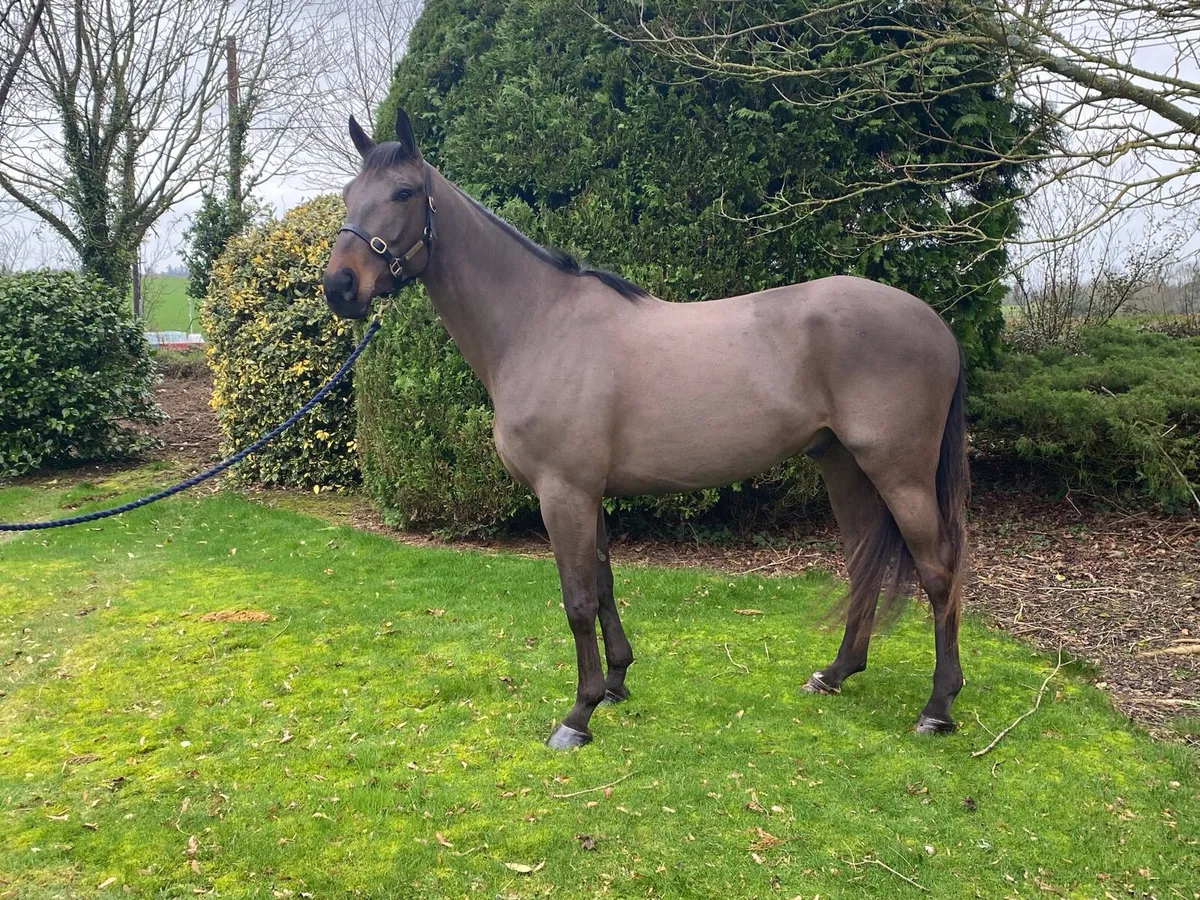 Straight forward 4year old gelding