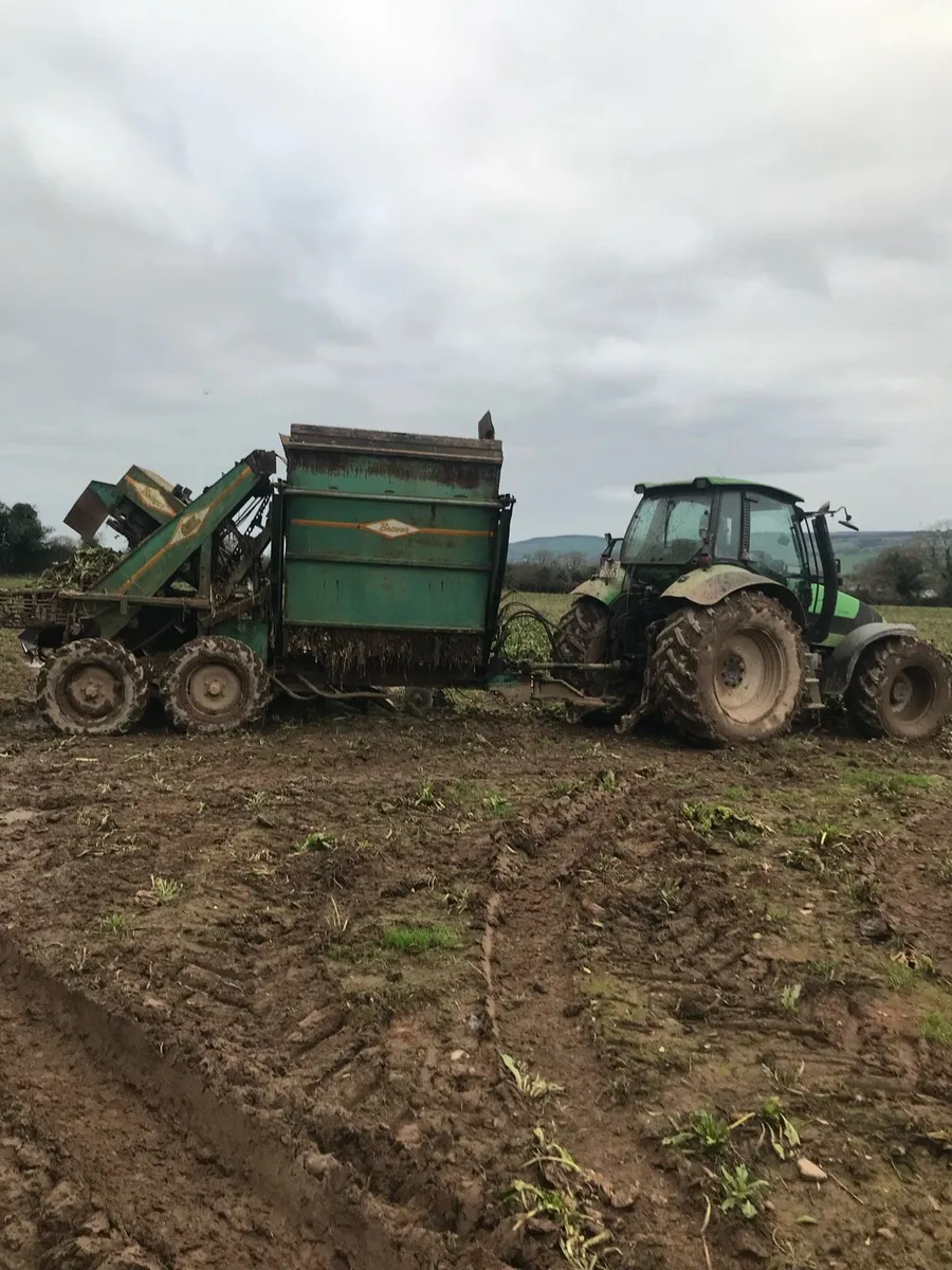 Fodder Beet - Image 2