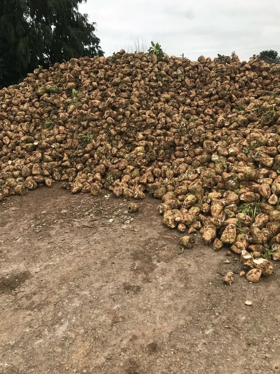 Fodder Beet - Image 3