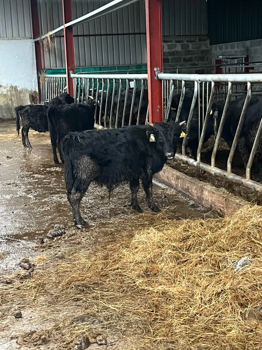 Organic Dexter bull weanling