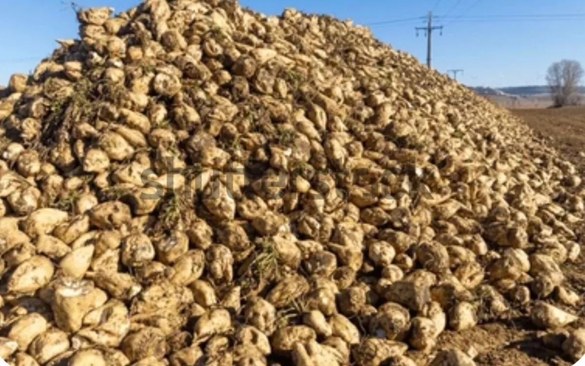 Fodder Beet and Wheat straw - Image 1