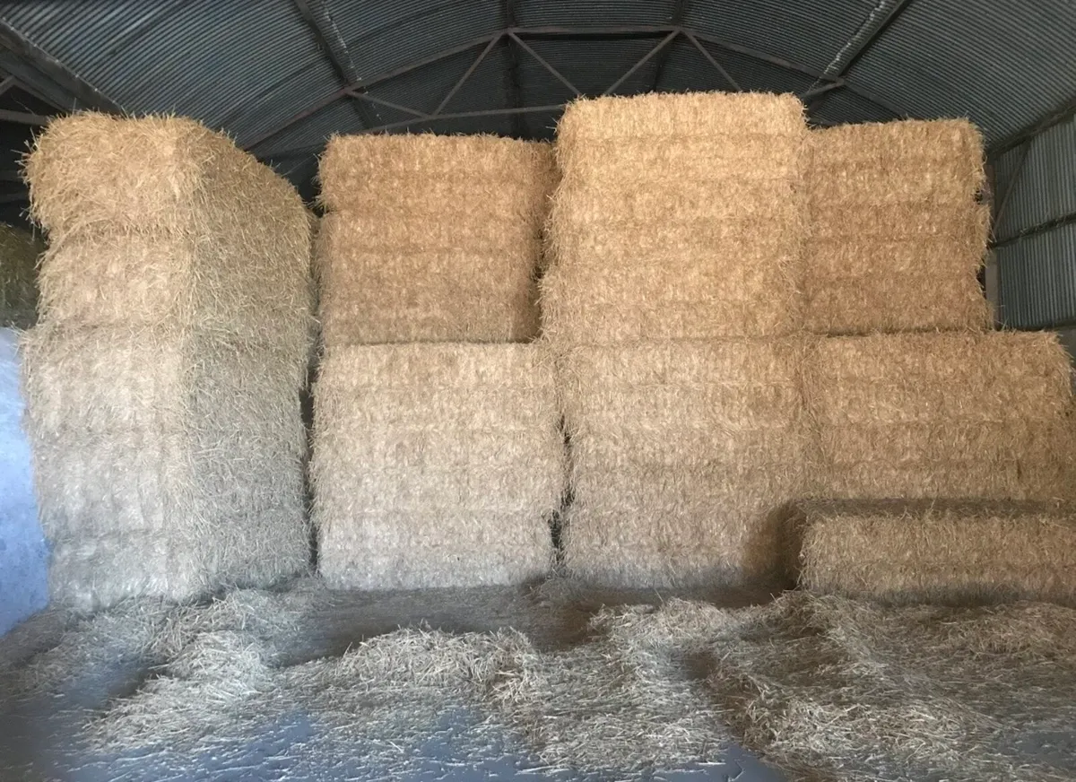 Fodder Beet and Wheat straw - Image 2