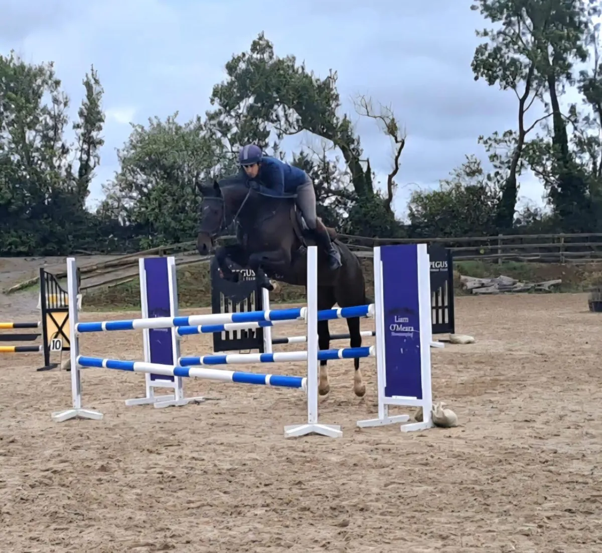 6 year old 16.2 gelding - Image 1