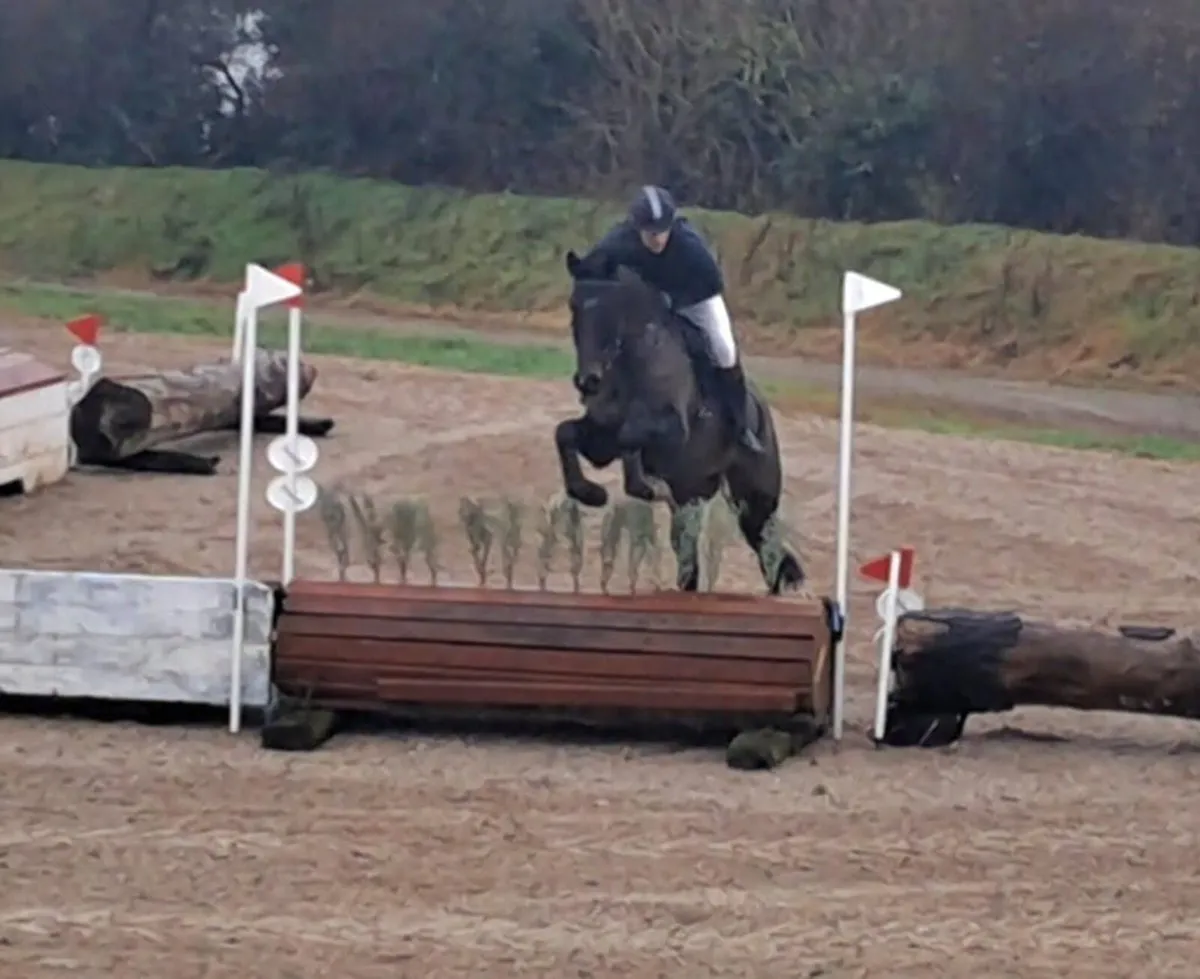 6 year old 16.2 gelding - Image 2