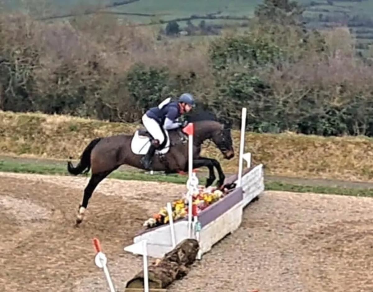 6 year old 16.2 gelding - Image 4