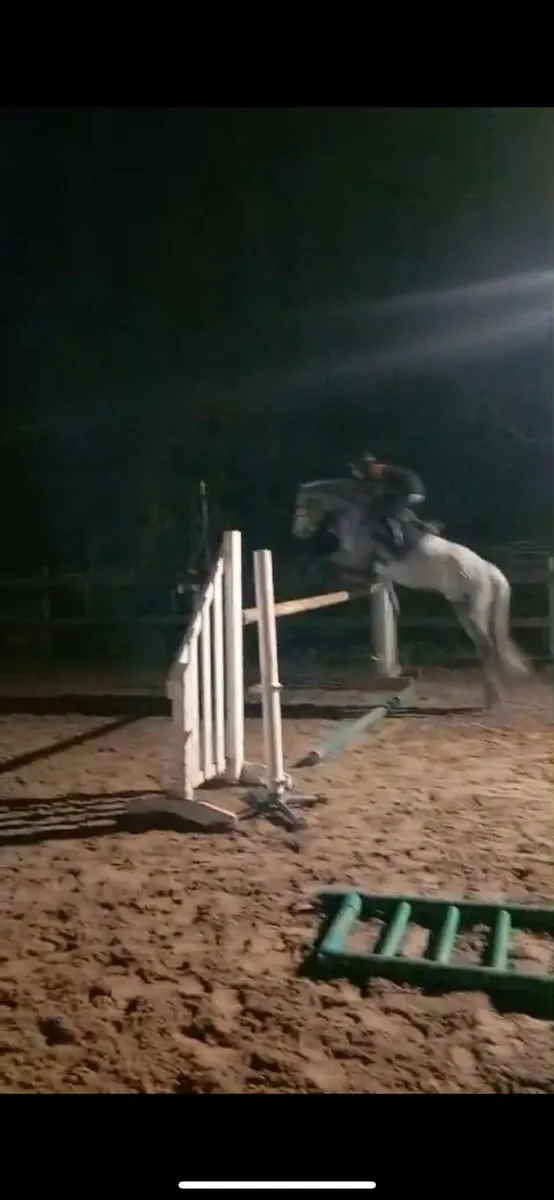 Connemara Gelding - Image 3