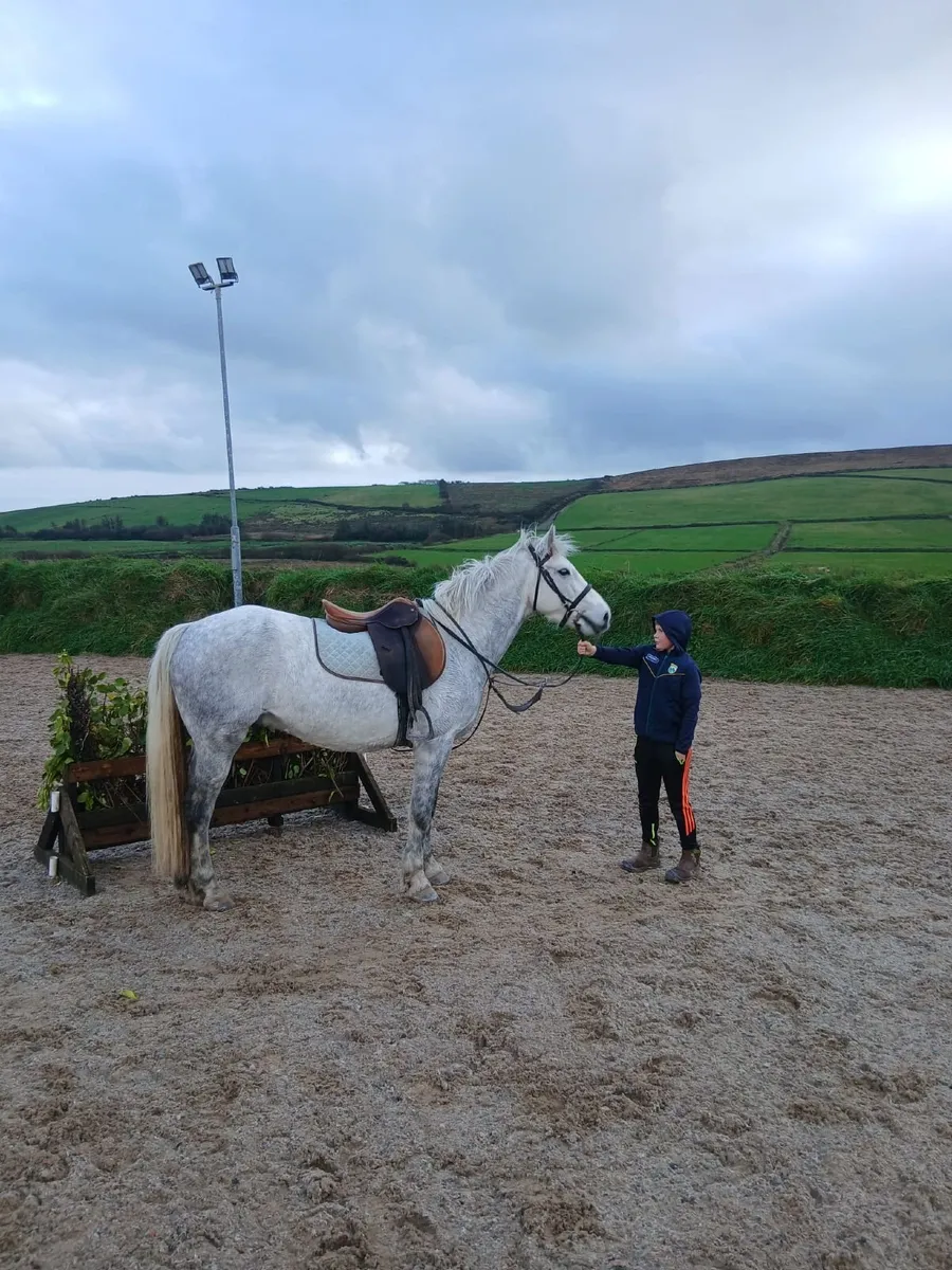 Connemara Gelding - Image 1