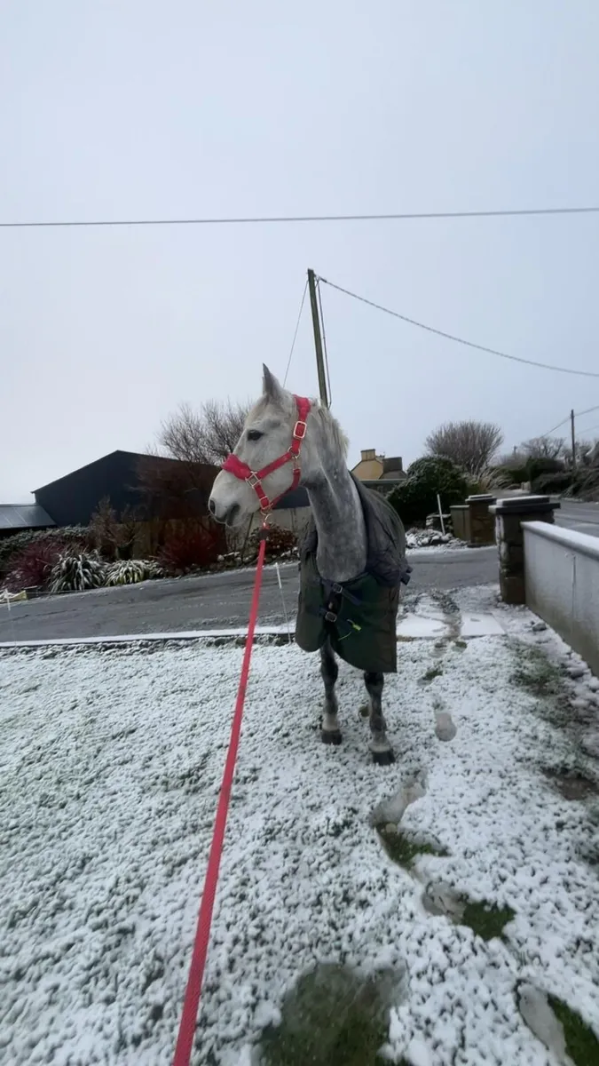 Connemara Gelding - Image 4