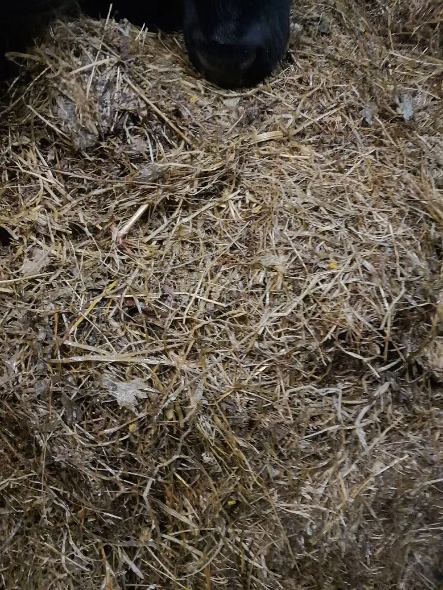 Silage bales. - Image 1