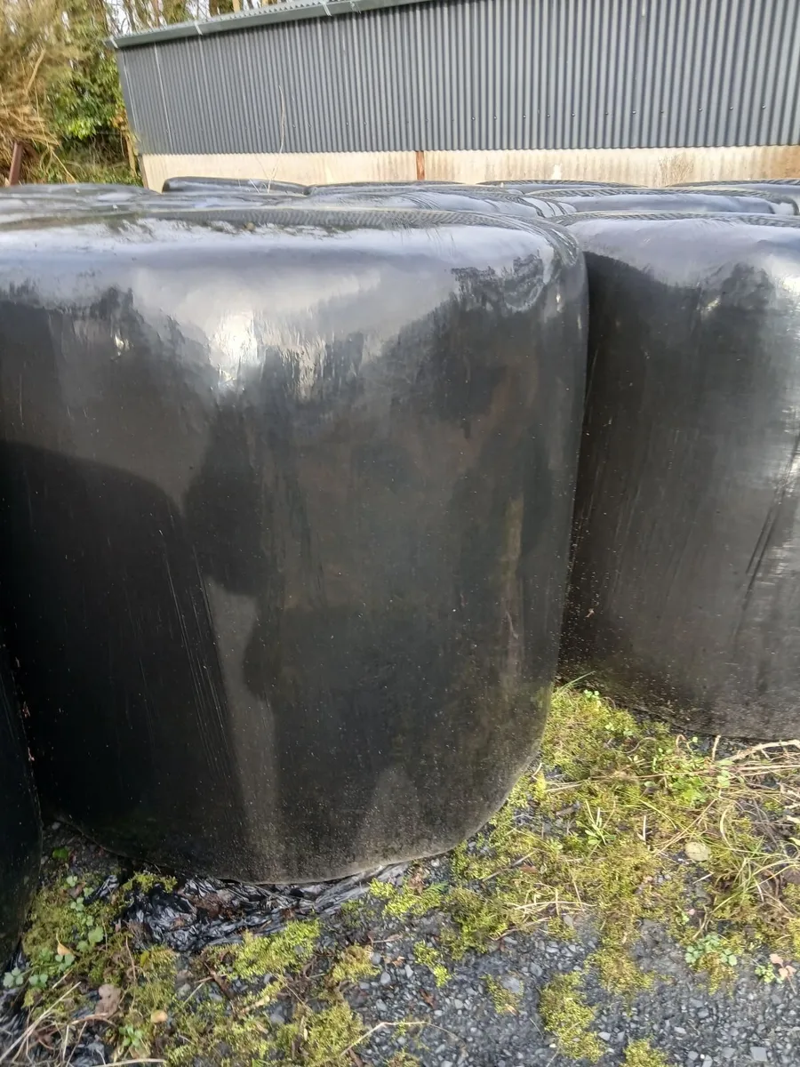 Silage bales. - Image 2