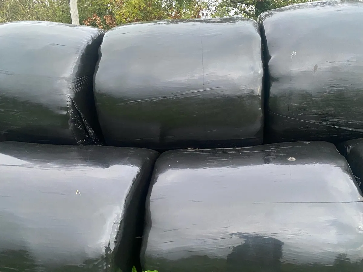 150 round silage bales - Image 2