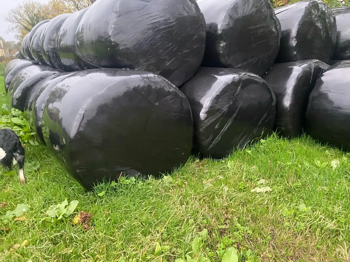 150 round silage bales - Image 1