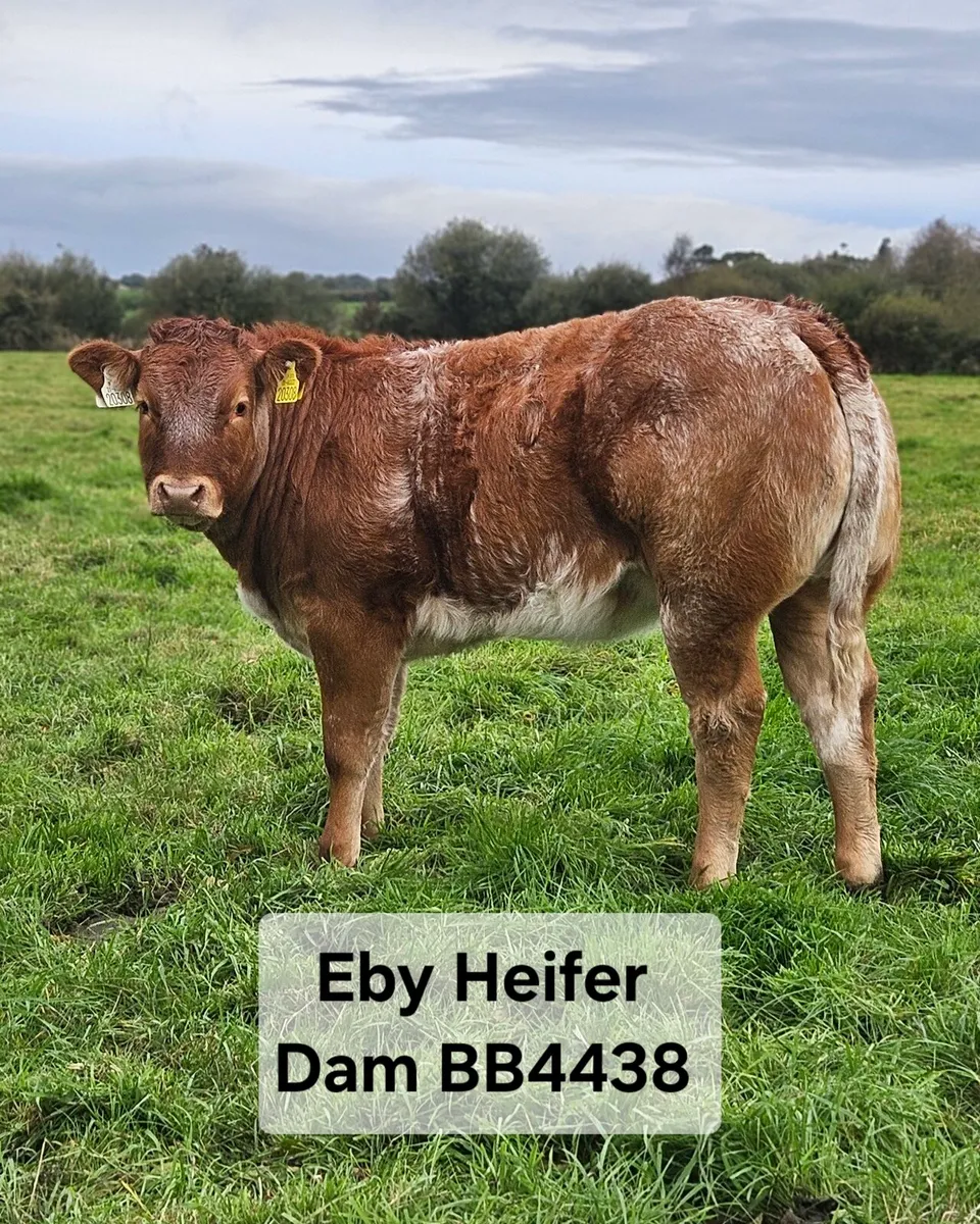 Ai Bred Heifers - Image 1