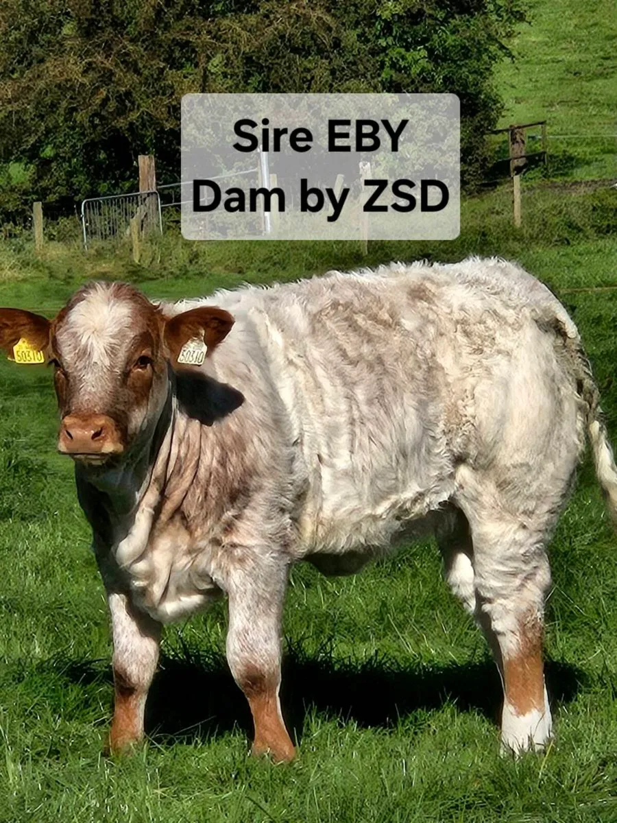 Ai Bred Heifers - Image 2