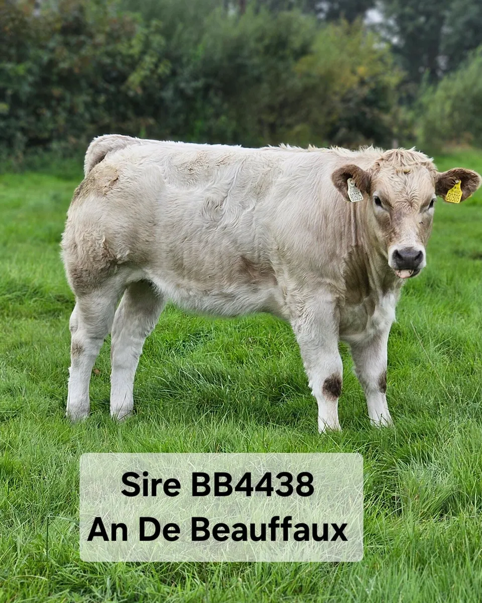 Ai Bred Heifers - Image 3