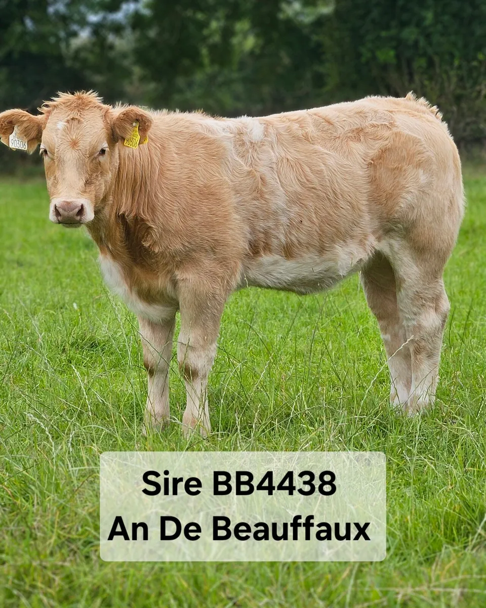 Ai Bred Heifers - Image 4