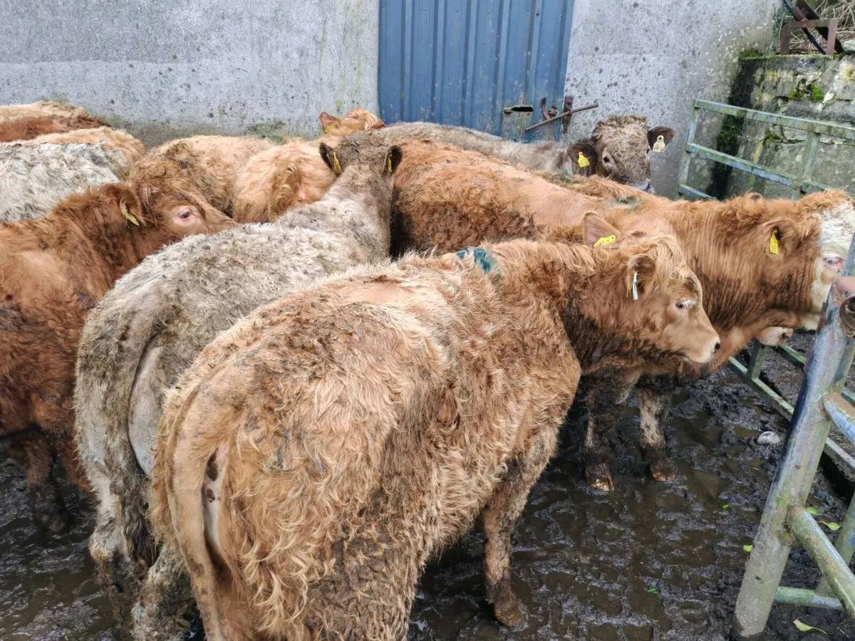 20 Grass  Bullock's. - Image 2