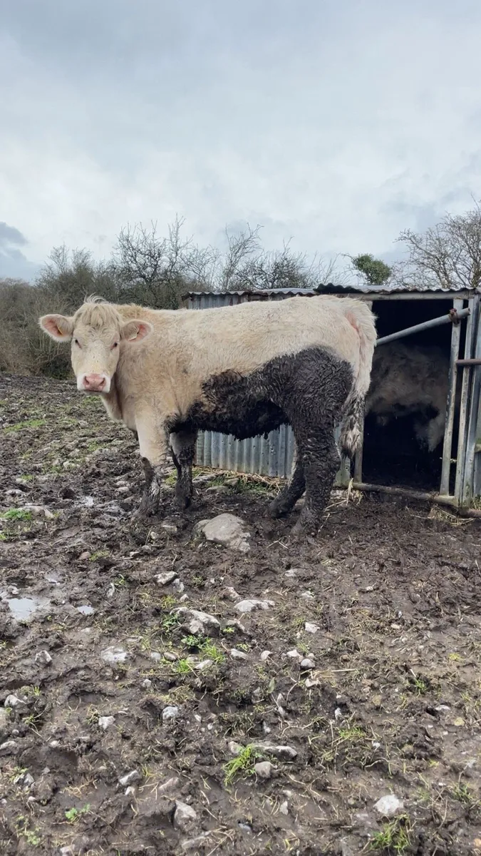 Pedigree Charolais In-calf heifer - Image 1