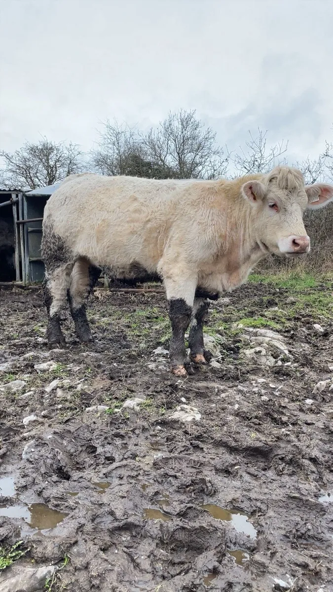 Pedigree Charolais In-calf heifer - Image 2