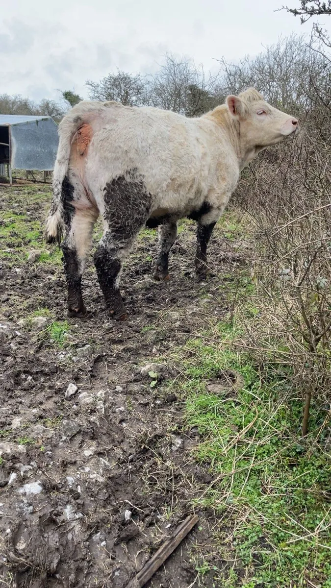 Pedigree Charolais In-calf heifer - Image 3