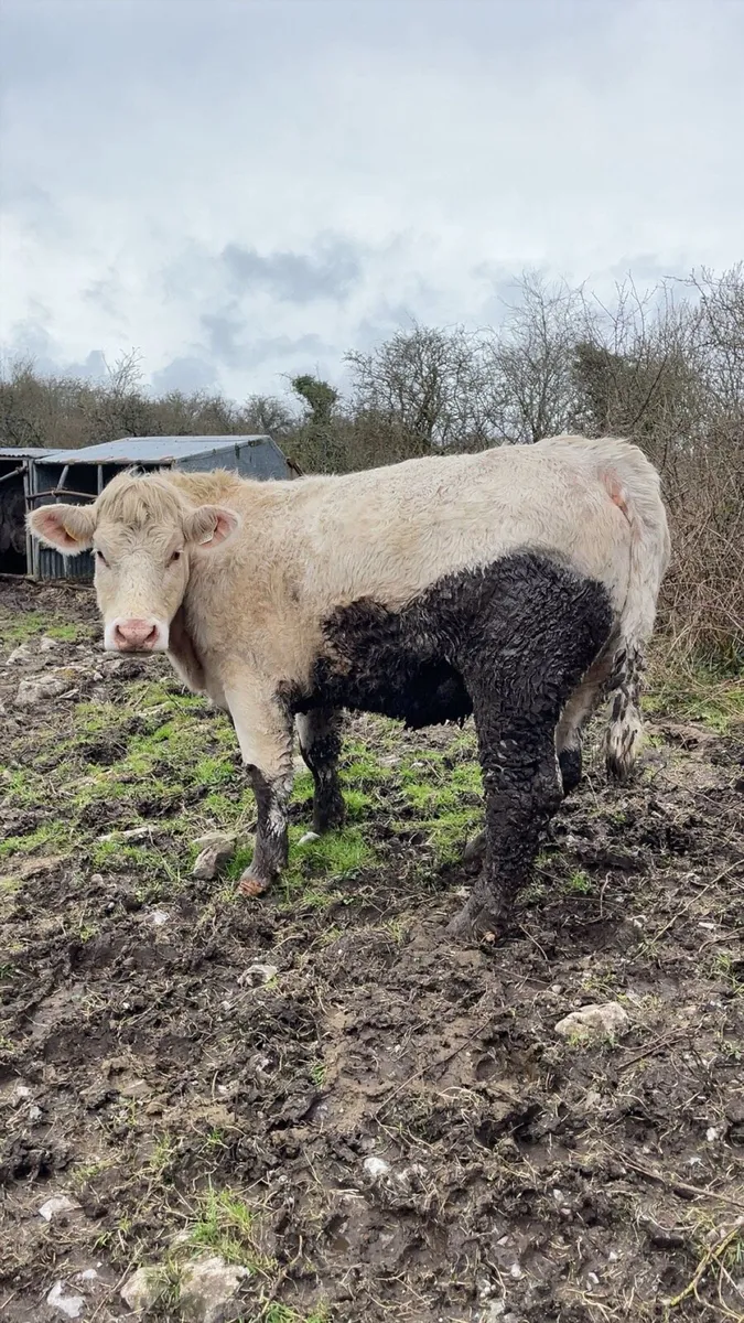 Pedigree Charolais In-calf heifer - Image 4