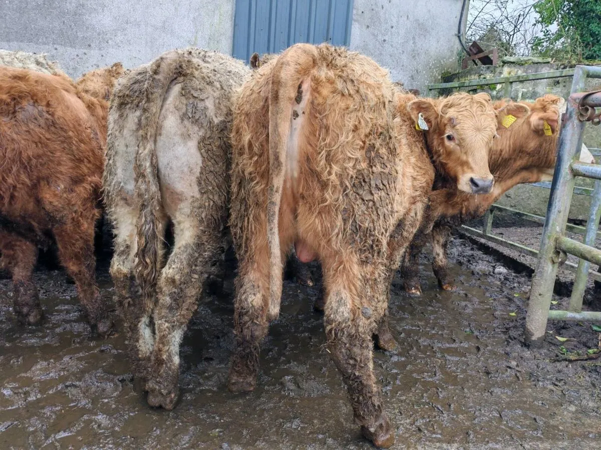 20 Grass  Bullock's. - Image 4