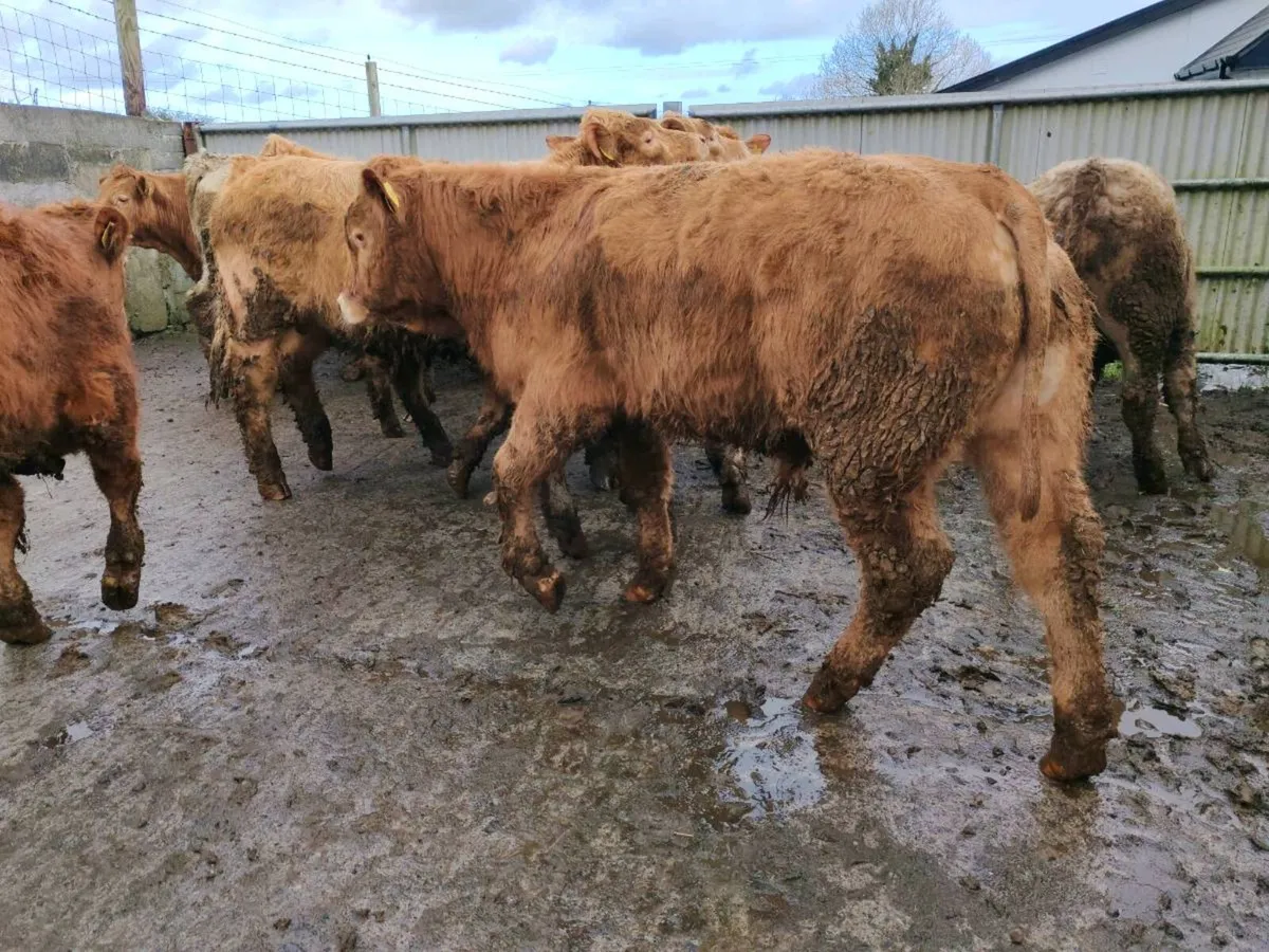 20 Grass  Bullock's. - Image 1