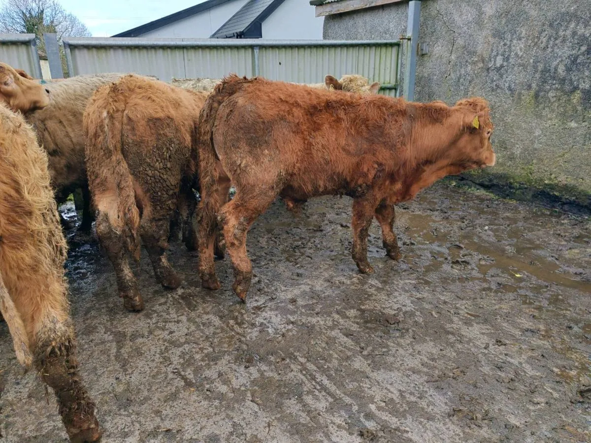 20 Grass  Bullock's. - Image 2