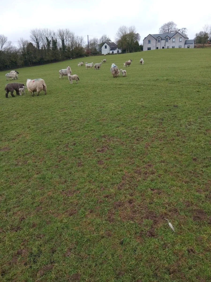 Sheep - Image 2