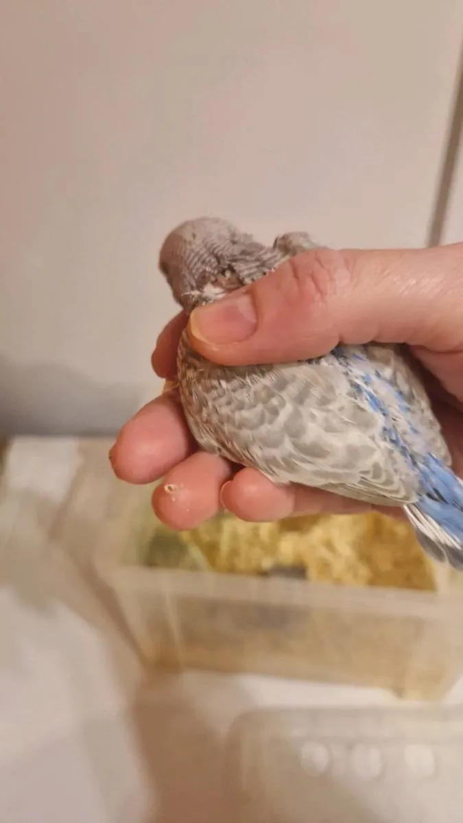 HANDREARED AND TAMED BUDGIES - Image 2