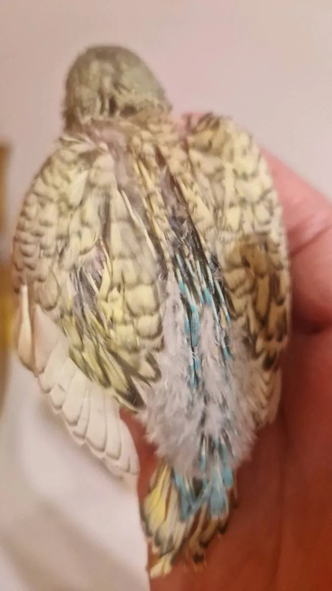 HANDREARED AND TAMED BUDGIES - Image 3